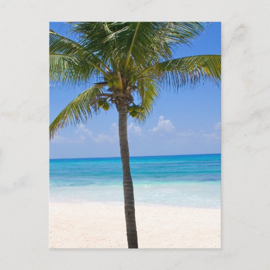 Carte Postale Palmier des Bahamas (Devant)