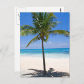 Carte Postale Palmier des Bahamas (Devant / Derrière)