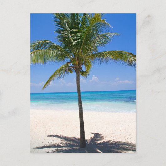 Carte Postale Palmier des Bahamas (Devant)