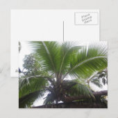 Carte Postale Palmier d'Hawaï gros plan (Devant / Derrière)