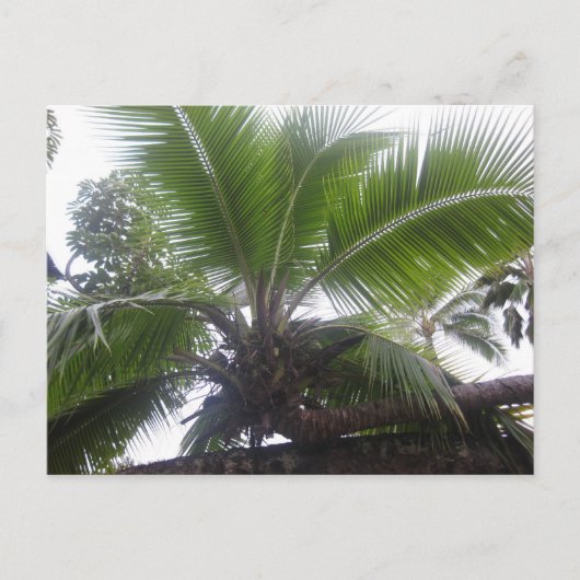 Carte Postale Palmier d'Hawaï gros plan (Devant)