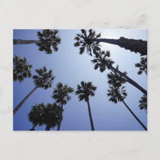 Carte Postale Palmier la Californie Santa Barbara