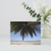Carte Postale Palmier le long de la mer des Caraïbes. (Debout devant)