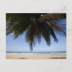 Carte Postale Palmier le long de la mer des Caraïbes.