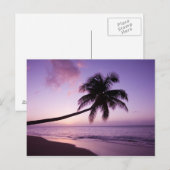 Carte Postale Palmier solitaire au coucher du soleil, plage de C (Devant / Derrière)