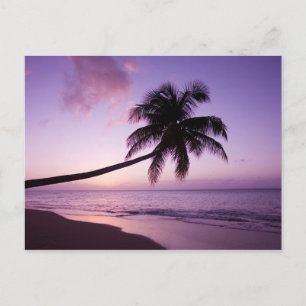 Carte Postale Palmier solitaire au coucher du soleil, plage de C