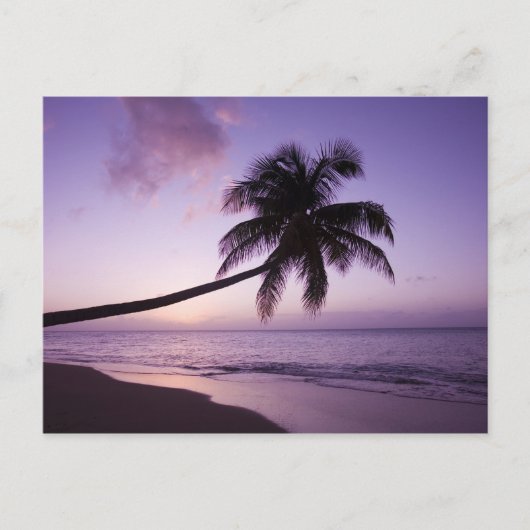 Carte Postale Palmier solitaire au coucher du soleil, plage de C (Devant)