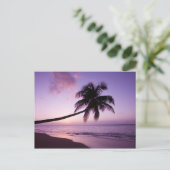 Carte Postale Palmier solitaire au coucher du soleil, plage de C (Debout devant)