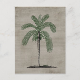 Carte Postale Palmier vintage