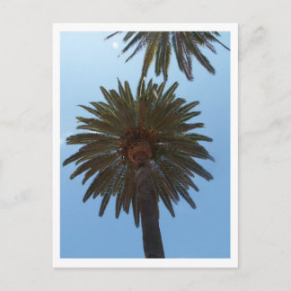 Carte Postale Palmiers