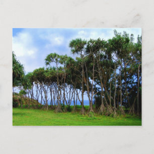 Carte Postale Palmiers à pied à Hawaii