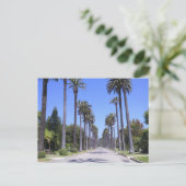 Carte Postale Palmiers dans une rue de Los Angeles (Debout devant)