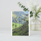 Carte Postale Palmiers de cire Cocora valley Colombie (Debout devant)