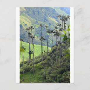 Carte Postale Palmiers de cire Cocora valley Colombie