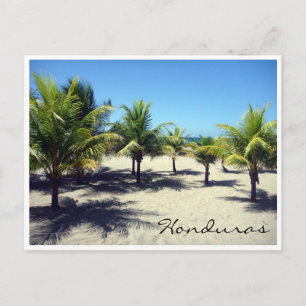 Carte Postale palmiers de la plage de tela