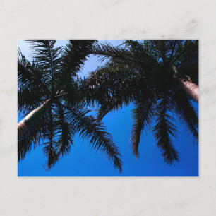 Carte Postale Palmiers de plage des Caraïbes, Riviera Maya Tulum