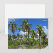 Carte Postale Palmiers de Rangiroa (Devant / Derrière)