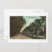 Carte Postale Palmiers et poivriers le long de l'avenue (Devant / Derrière)