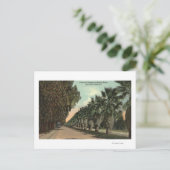 Carte Postale Palmiers et poivriers le long de l'avenue (Debout devant)