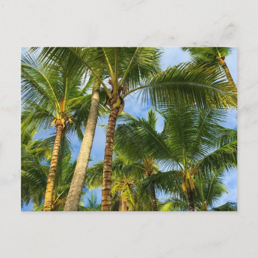 Carte Postale Palmiers Hawaiian Exotic Beach (Devant)