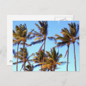 Carte Postale Palmiers North Shore (Devant / Derrière)
