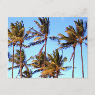 Carte Postale Palmiers North Shore