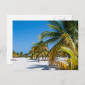 Carte Postale Palmiers sur la plage de l'océan (Devant / Derrière)