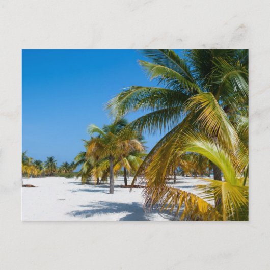 Carte Postale Palmiers sur la plage de l'océan (Devant)