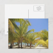 Carte Postale Palmiers sur une plage de sable blanc du Honduras (Devant / Derrière)