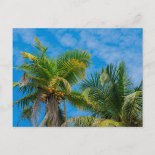 Carte Postale Palmiers Tropicaux et Noix de Coco