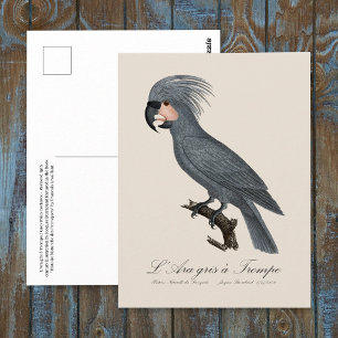 Carte Postale Palmiste noir, Probosciger aterrimus