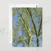 Carte Postale Palo Verde (Devant / Derrière)