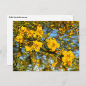 Carte Postale Palo Verde fleurit au printemps (Devant / Derrière)