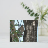 Carte Postale Paloma Tortola (Debout devant)