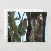 Carte Postale Paloma Tortola (Devant / Derrière)