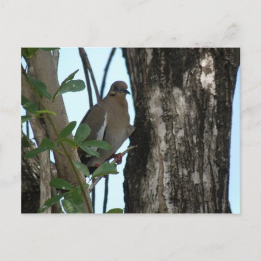 Carte Postale Paloma Tortola (Devant)