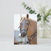 Carte Postale Palomino (Debout devant)