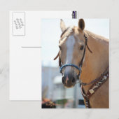 Carte Postale Palomino (Devant / Derrière)