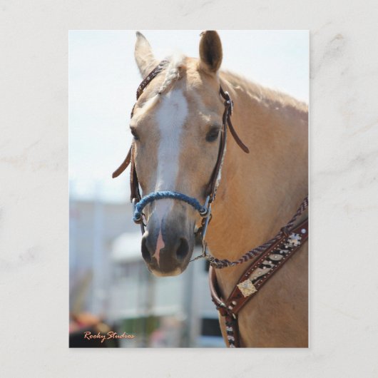 Carte Postale Palomino (Devant)