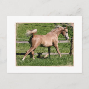 Carte Postale Palomino Arabian