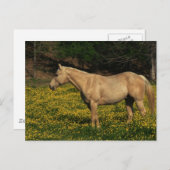 Carte Postale Palomino en Fleurs Jaunes (Devant / Derrière)