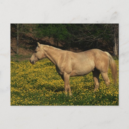 Carte Postale Palomino en Fleurs Jaunes (Devant)
