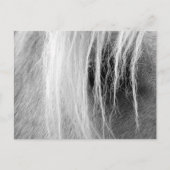 Carte Postale Palomino en noir et blanc (Devant)