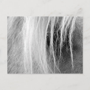 Carte Postale Palomino en noir et blanc