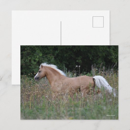 Carte Postale Palomino Gallois Pony Courant En Longue Herbe (Devant / Derrière)