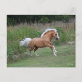 Carte Postale Palomino Gallois Pony Stallion Courant (Devant)