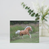 Carte Postale Palomino Gallois Pony Stallion Courant (Debout devant)