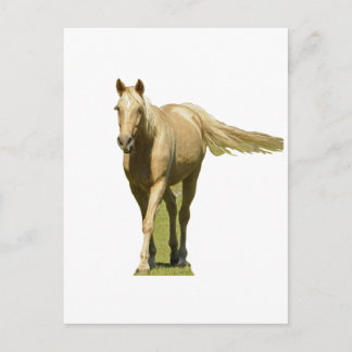 Carte Postale Palomino Horse