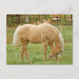 Carte Postale Palomino Horse