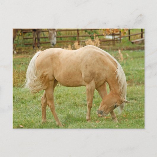 Carte Postale Palomino Horse (Devant)